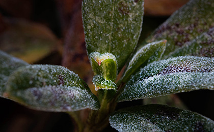 冬の草花の写真